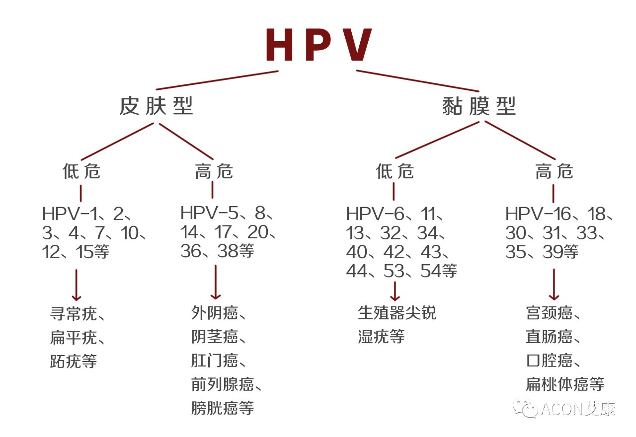 HPV疫苗有必要打嗎？二價(jià)、四價(jià)、九價(jià)要如何選擇！