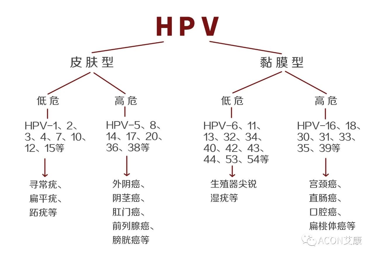HPV轉(zhuǎn)陰其實(shí)很簡(jiǎn)單， 女性必知的宮頸癌真相